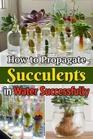How To Propagate Succulents In Water Successfully Propagating Succulents Succulents Succulent Gardening