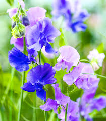 Plante grimpante exterieur sans entretien. Plante Grimpante Annuelle 15 Fleurs A Croissance Rapide Detente Jardin