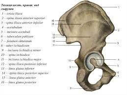 The upper portion of the spine gives origin to the straight head of the rectus femoris muscle. Skelet Konechnostej Online Presentation