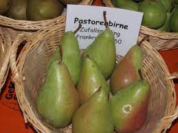 1893 tasty pears, different pear types: Mein Lieblingsobst De Sorte Pastorenbirne Birne