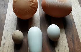 Common Egg Quality Problems Backyard Chickens Learn How To Raise Chickens Keeping chickens has become so popular as more people want to eat fresh organic eggs and enjoy the company of these smart, social and sweet. common egg quality problems backyard