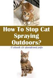 17 Inspiring Cat Spraying Remover Home Remedies Spray Admirable