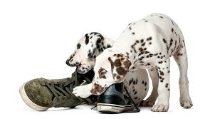 How long is too long in between puppies? Puppy Behavior Confused Don T Be