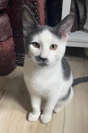 Rainbow Whiskers Kitten...