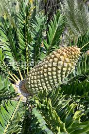 Image result for Encephalartos senticosus