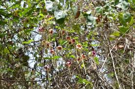 Image result for Strophanthus sarmentosus
