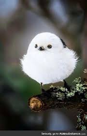 Birds Of A Feather Odyssey Funsubstance Trending In 2020 Bird Pictures Wildlife Photography Birds