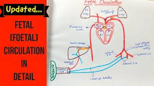 The blood that flows through the fetus is actually more complicated than after the baby is born ( normal heart ). Fetal Circulation Updated Anatomy Easy To Draw Understand In Hindi Youtube