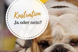 Wenn sie beispielsweise einen rüden kastrieren, tut dies nicht der fall. Hund Kastrieren Lassen Ein Sinnvolles Unterfangen Pfotenderliebe De