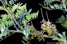 Image result for Indigofera drepanocarpa