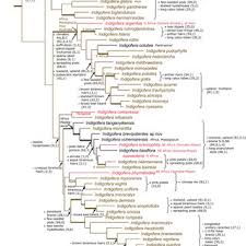 Image result for Indigofera monantha