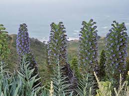 Image result for Echium