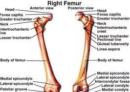 Hasil Gambar Untuk Tulang Paha Anatomy Hip Anatomy Neck Fracture