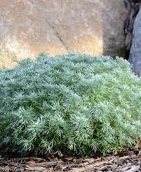 Image result for Artemisia sp.no.1