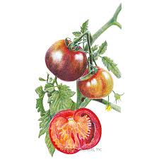 The black krim cultivar originates on the crimean peninsula of the ukraine. Black Krim Pole Tomato Seeds Vegetables Botanical Interests