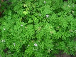 Image result for Pelargonium domesticum round-leaved bushy