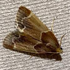 Image result for Pyralis farinalis
