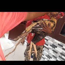 و جمال خيال مميز حلال ماعزقزم ماعز كويت بربري صلالي طيور حيوانات جبد الزلفي مزاد اغنام غنم حمام فواخرالحلال طير طيور محميه طيور محميه نوادر