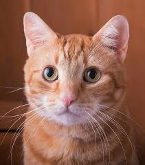 However, all orange cats are considered tabbies, which you'll recognize by the m marking on their best names for an orange cat. Tabby Cat Names Inspiration And Ideas For Naming Your Tabby Kitty
