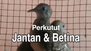 Ukuran badan perkutut betina umumnya lebih kecil dan agak pendek di banding perkutut jantan. Perbedaan Perkutut Jantan Dan Betina Dengan Mudah Youtube