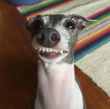 Italian greyhound information including pictures, training, behavior, and care of italian greyhounds and dog breed mixes. 10 Secret And Surprising Ways Your Italian Greyhound Says I Love You