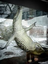 Black And White Tegu Lizard Sc Gena Recognizes All Family Members Who Come To Feed Him With Fish Chicken Or Beef Do Not Worry He S Not Co Reptiles Pet Animals Of The World Albino Animals