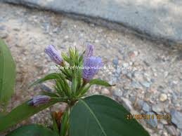 Image result for Dyschoriste thunbergiiflora