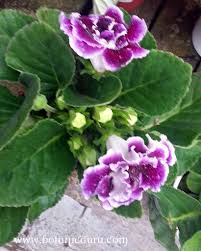 Image result for Baphia speciosa