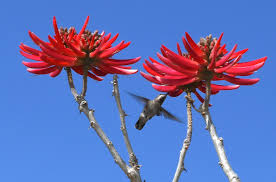 Image result for Corallocarpus triangularis