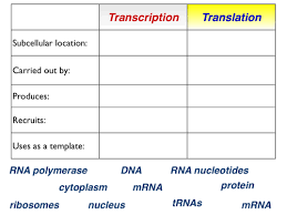 Transcription and translation worksheet answer key biology also best transcription and translation worksheet answers luxury 712. Transcription Vs Translation Teaching Resources