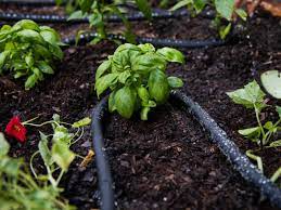 That will ensure the water soaks deep into the roots. The Proper Way To Water Your Garden Watering Plants The Right Way Hgtv