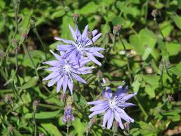 Image result for Lactuca lasiorhiza