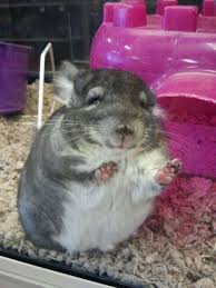 The mother is a brown lop and father is a. Baby Bunnies For Sale At Petsmart Today