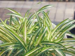 斑入り植物に最初に注目したのは日本人だった Lovegreen ラブグリーン