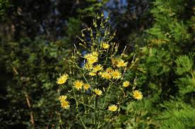 Image result for Lactuca ugandensis