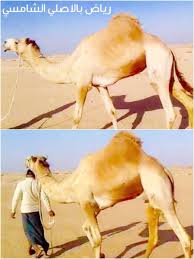 شاهين الصغير بعير الوهيبي من انتاج المختبر وفي رصيده سيارتين الام : Ø±Ø§Ø¹ÙŠ Ø§Ù„Ø®ÙŠØ§Ù„ÙŠÙ‡ On Twitter Ø±ÙŠØ§Ø¶ Ø¨Ø¹ÙŠØ± Ø¨Ø§Ù„Ø§ØµÙ„ÙŠ Ø§Ù„Ø´Ø§Ù…Ø³ÙŠ Ø§Ù„Ø§Ø¨ Ø±ÙŠØ§Ø¶ Ø¨Ø¹ÙŠØ± Ø³Ø§Ø±ÙŠ Ø¨Ù† Ø¨Ù„ÙˆØ´ Ø§Ù„Ø§Ù… Ø¨Ù†Øª Ù‡Ù…Ù„ÙˆÙ„ Ø§Ù„Ø´ÙŠØ¨Ø© Ù…Ø¹Ù„ÙˆÙ…Ø§Øª Ø¹Ù† Ø§Ù„Ø¨Ø¹ÙŠØ±