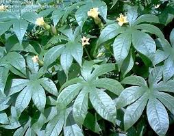 Image result for Merremia tuberosa