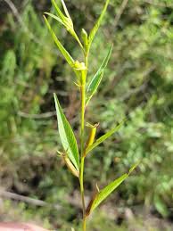 Image result for Ludwigia erecta