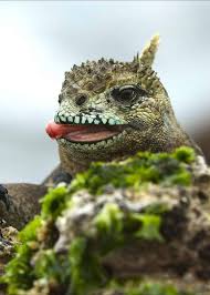 19 Galapagos Islands Animals Travelers Guide Facts Photos Videos Galapagos Islands South America Animals Ecuador Animals