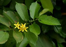 Image result for Grewia inaequilatera