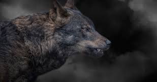 Download any/all unsplash images for free. Wolf Grin 4k Ultra Hd Wallpaper Wolf Photos Wolf Wild Dogs