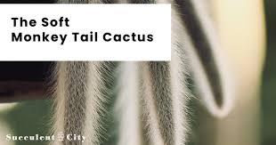 Do you stock seeds please. The Soft Monkey Tail Cactus What You Need To Know Succulent City