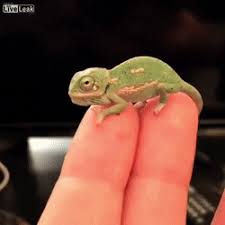 Baby Chameleon Working On Its First Color Change Http Ift Tt 2stwcit Tiny Baby Animals Baby Chameleon Cute Reptiles