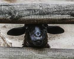 It's like an extended family dinner party. When You Re The Black Sheep Of Your Family By Glenna Gill P S I Love You