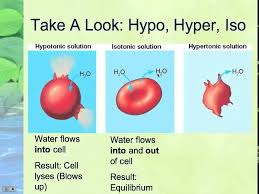 Lecture 1 3 3 Osmosis And Diffusion Youtube Osmosis Science Lessons Medical Science