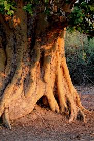Image result for Ficus sycomorus