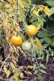 Tomato Leaves Turning Yellow What Causes Yellow Tomato Leaves Tomatoes Plants Problems Growing Tomato Plants Plant Leaves Turning Yellow