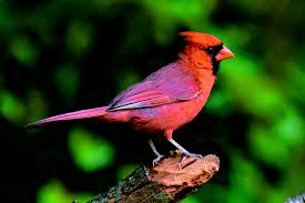 Northern cardinal | Our Fine Feathered Friends