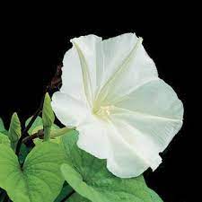 Peat pods are easy to keep moist and transplanting pods will put less stress on the vulnerable seedlings. Moonflower Plant Moonflower Seeds Vine Park Seed