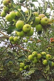 Saat ini banyak jenis buah apel dalam berbagai bentuk, warna, dan rasa dan menyediakan berbagai nutrisi yang dapat bermanfaat bagi banyak aspek kesehatan seseorang. Wisata Petik Apel Malang Kusuma Agrowisata Huni Raya Group